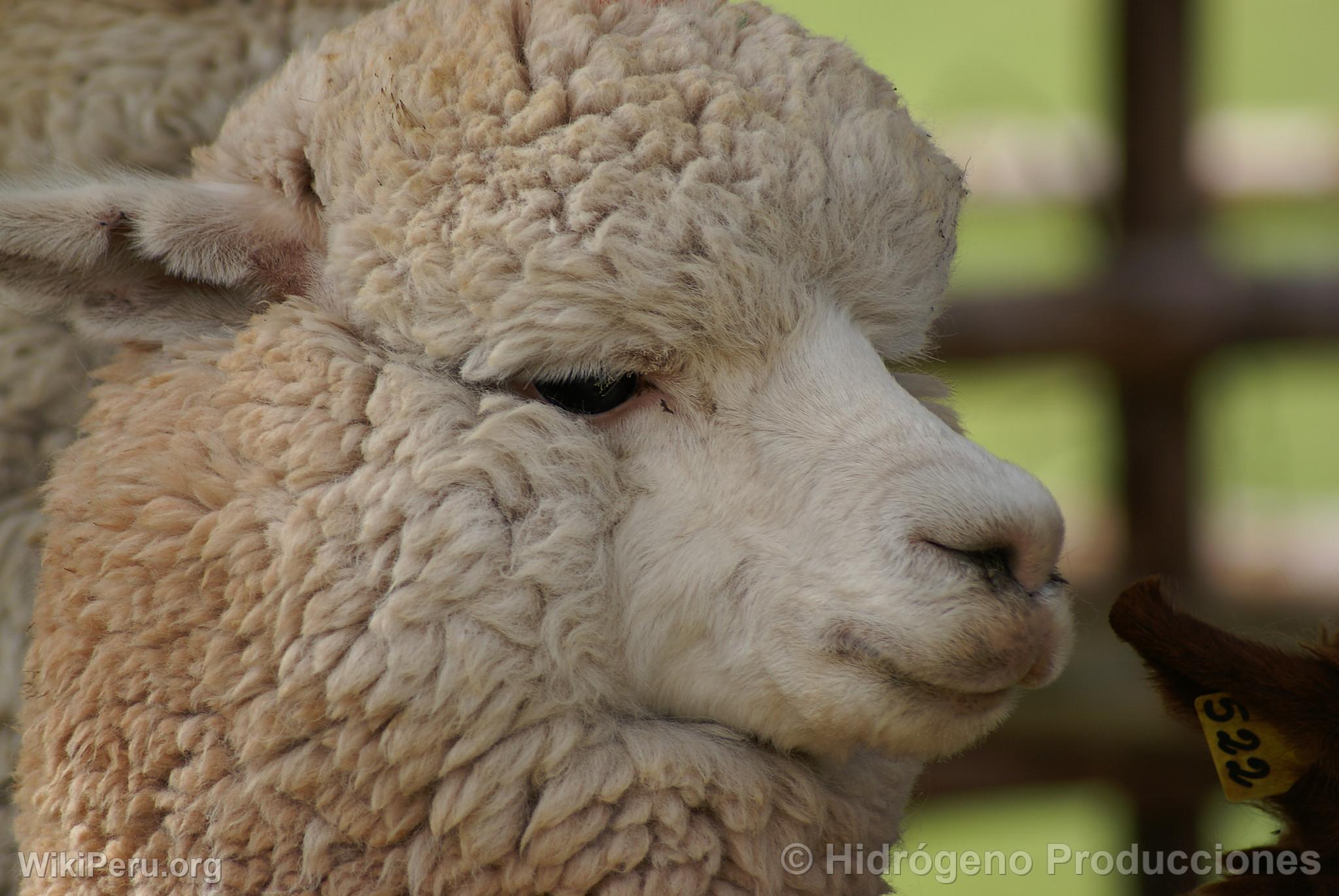 Exhibicin de alpacas