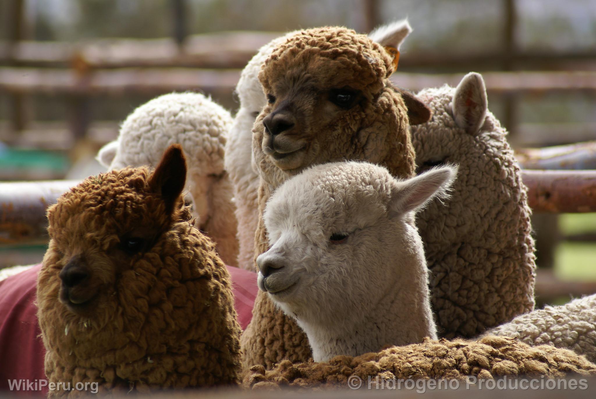 Exhibicin de alpacas