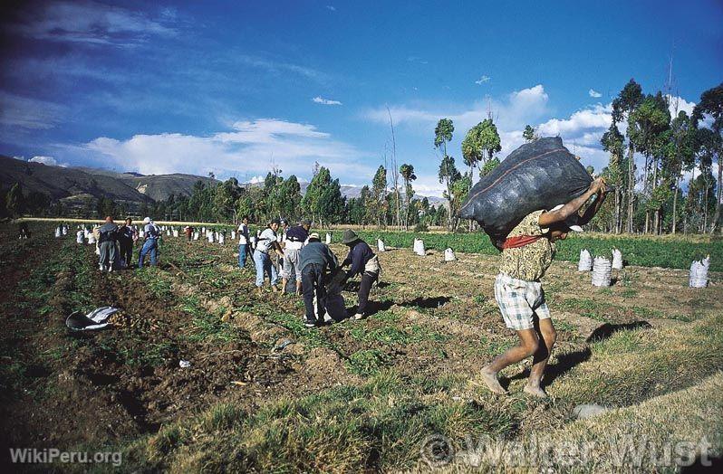 Cosecha en Jauja