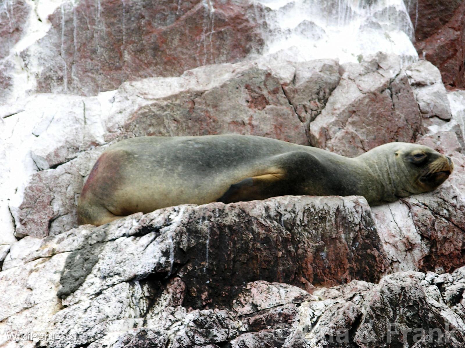 Paracas