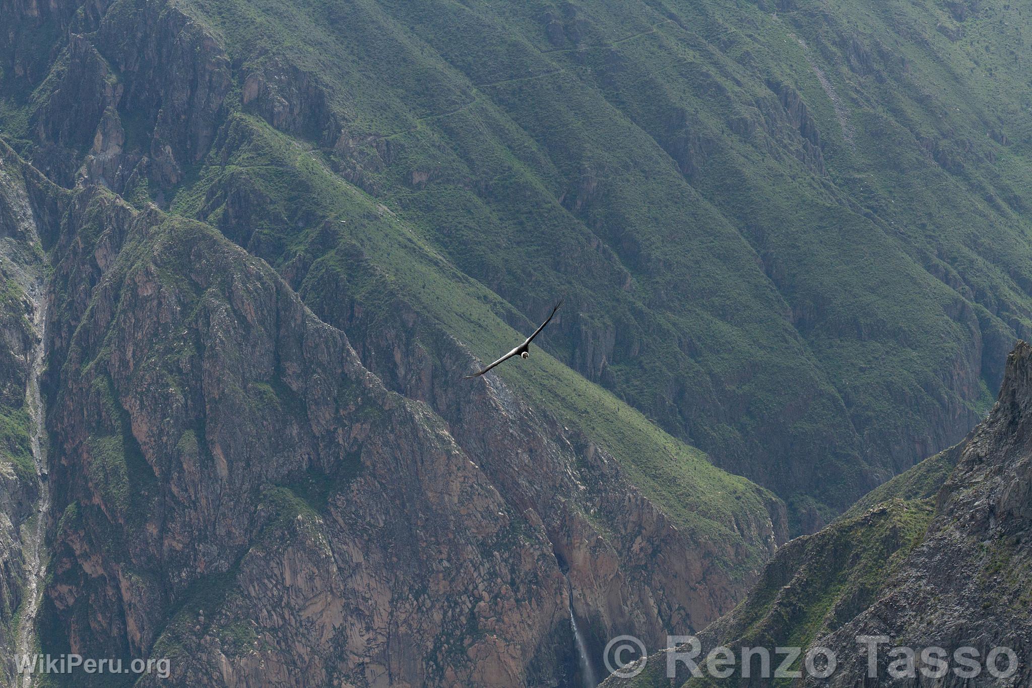 Cndor en el Colca