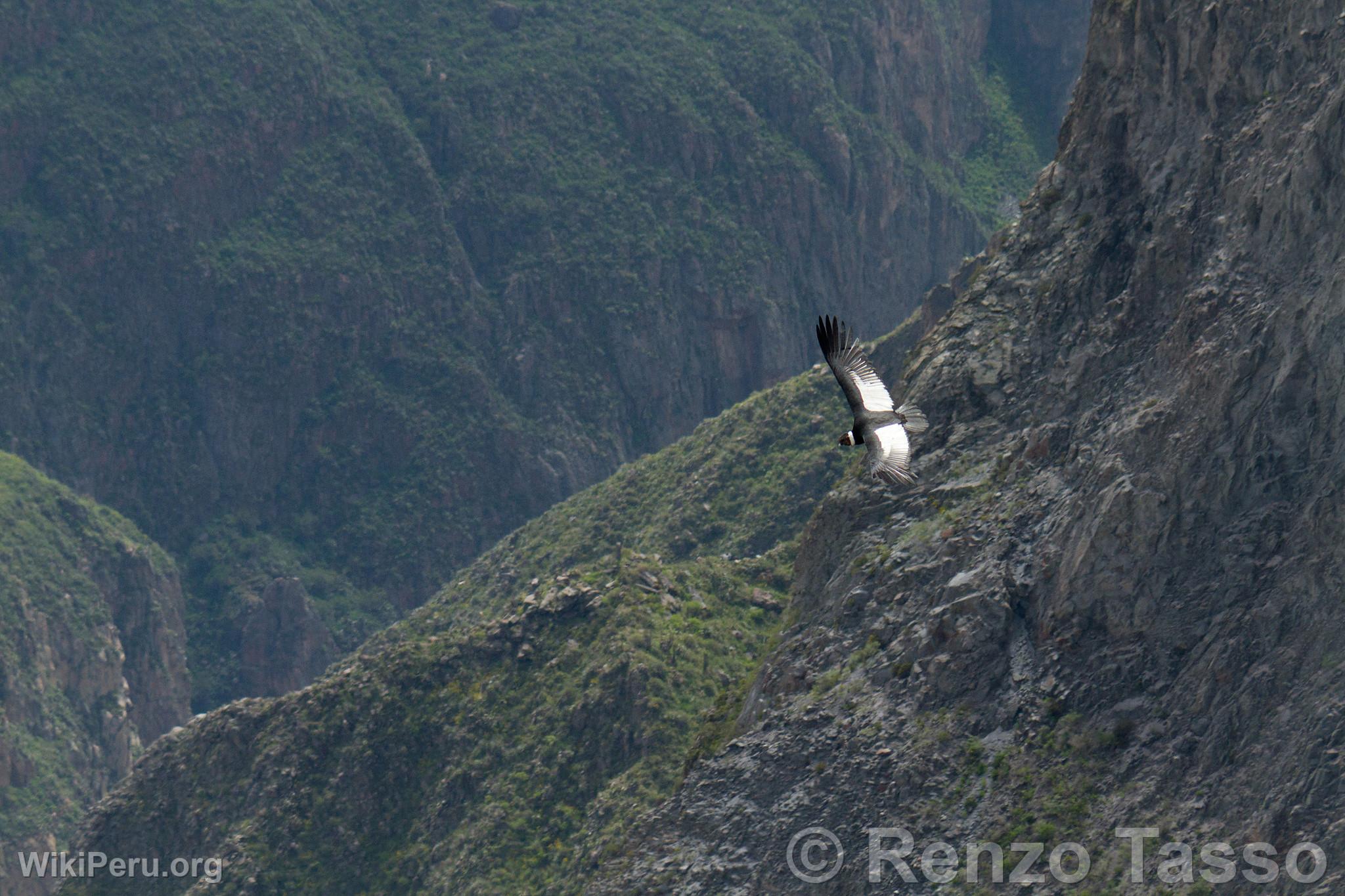 Cndor en el Colca