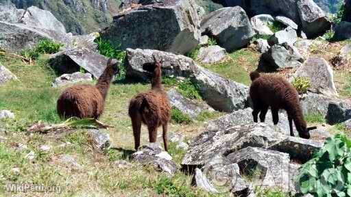 Machu Picchu