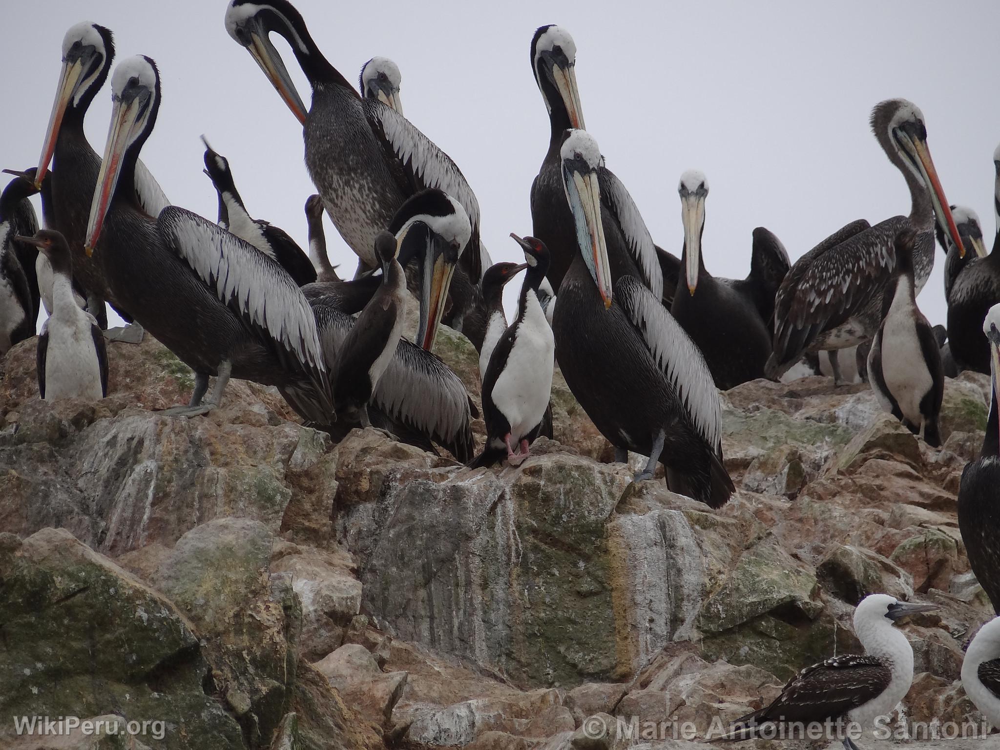 Islas Ballestas, Paracas