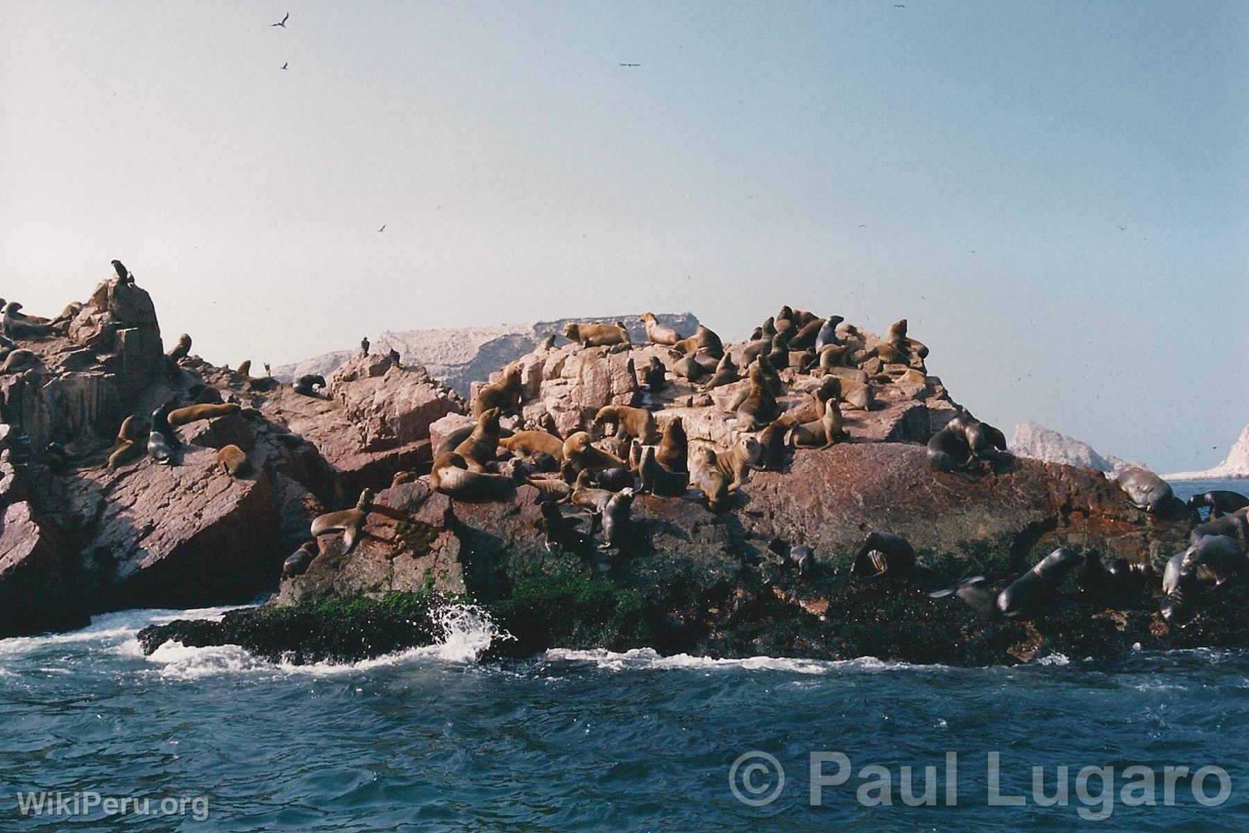 Islas Ballestas, Paracas