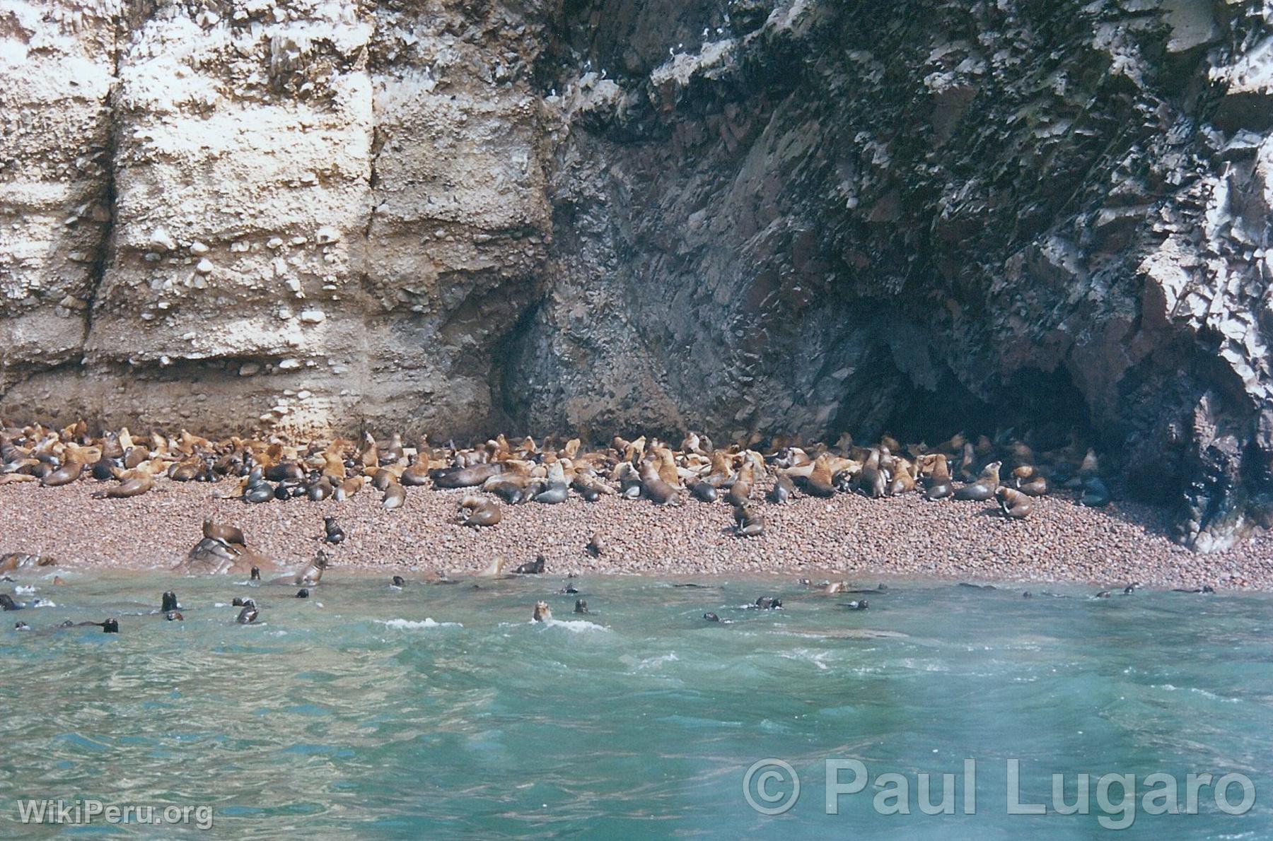 Islas Ballestas, Paracas