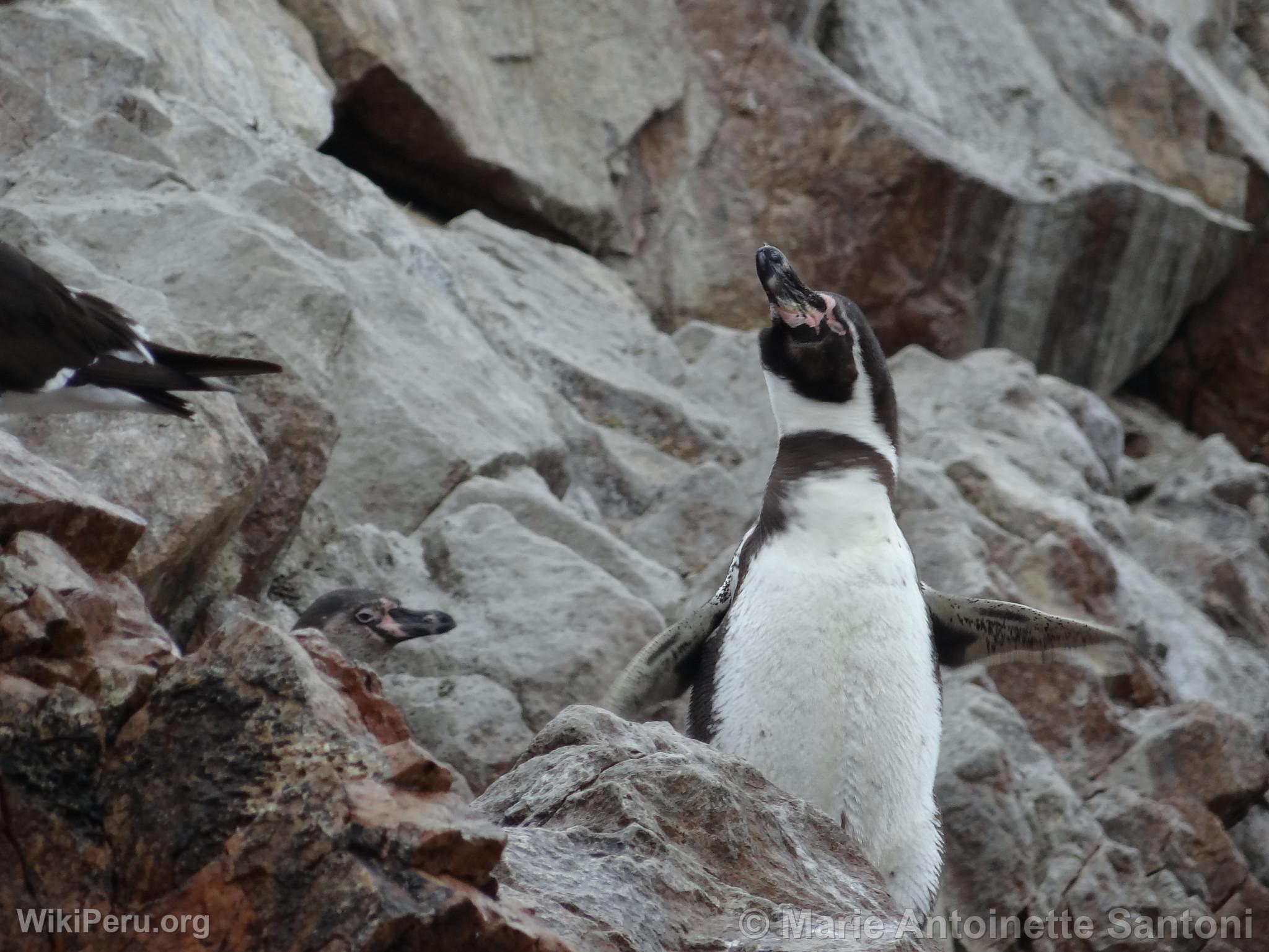 Islas Ballestas, Paracas