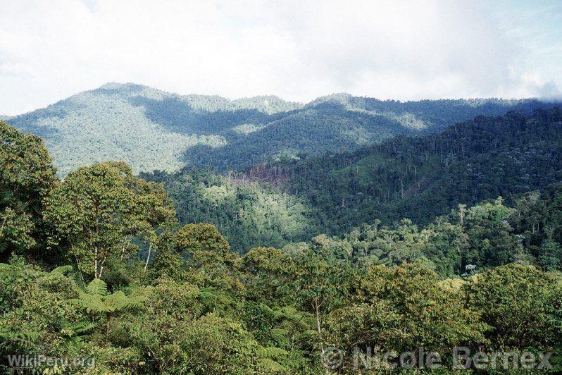 Selva alta, Tingo Mara