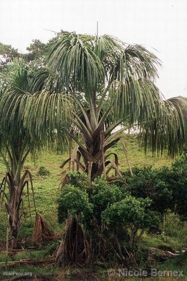 rbol Pihuayo, cerca de Iquitos