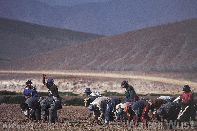 Cultivo de esprragos