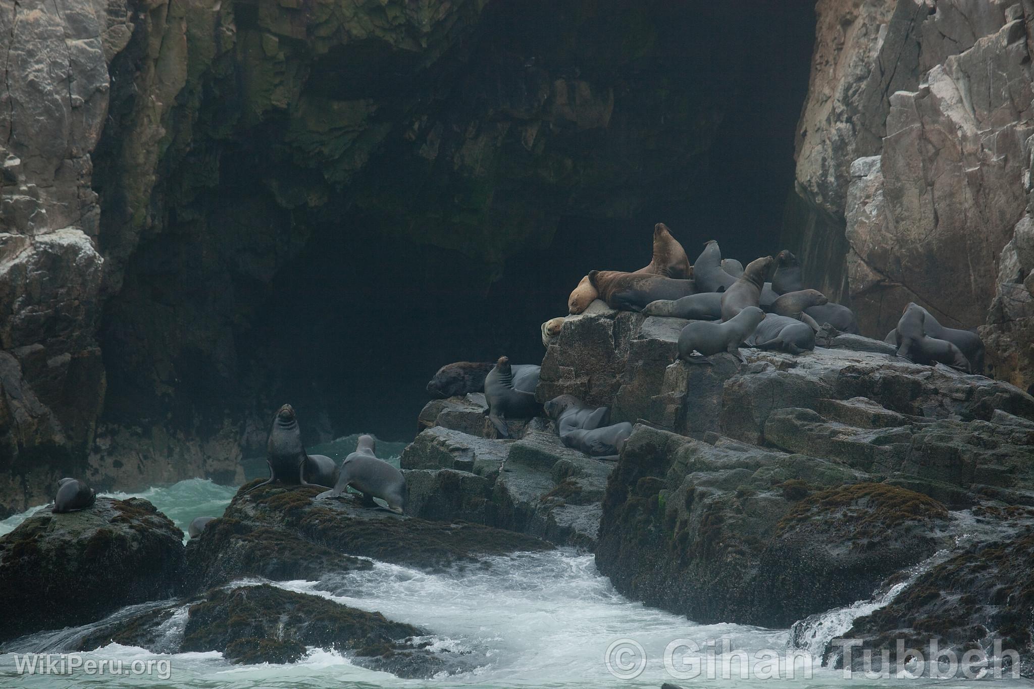 Islas Palomino, Callao