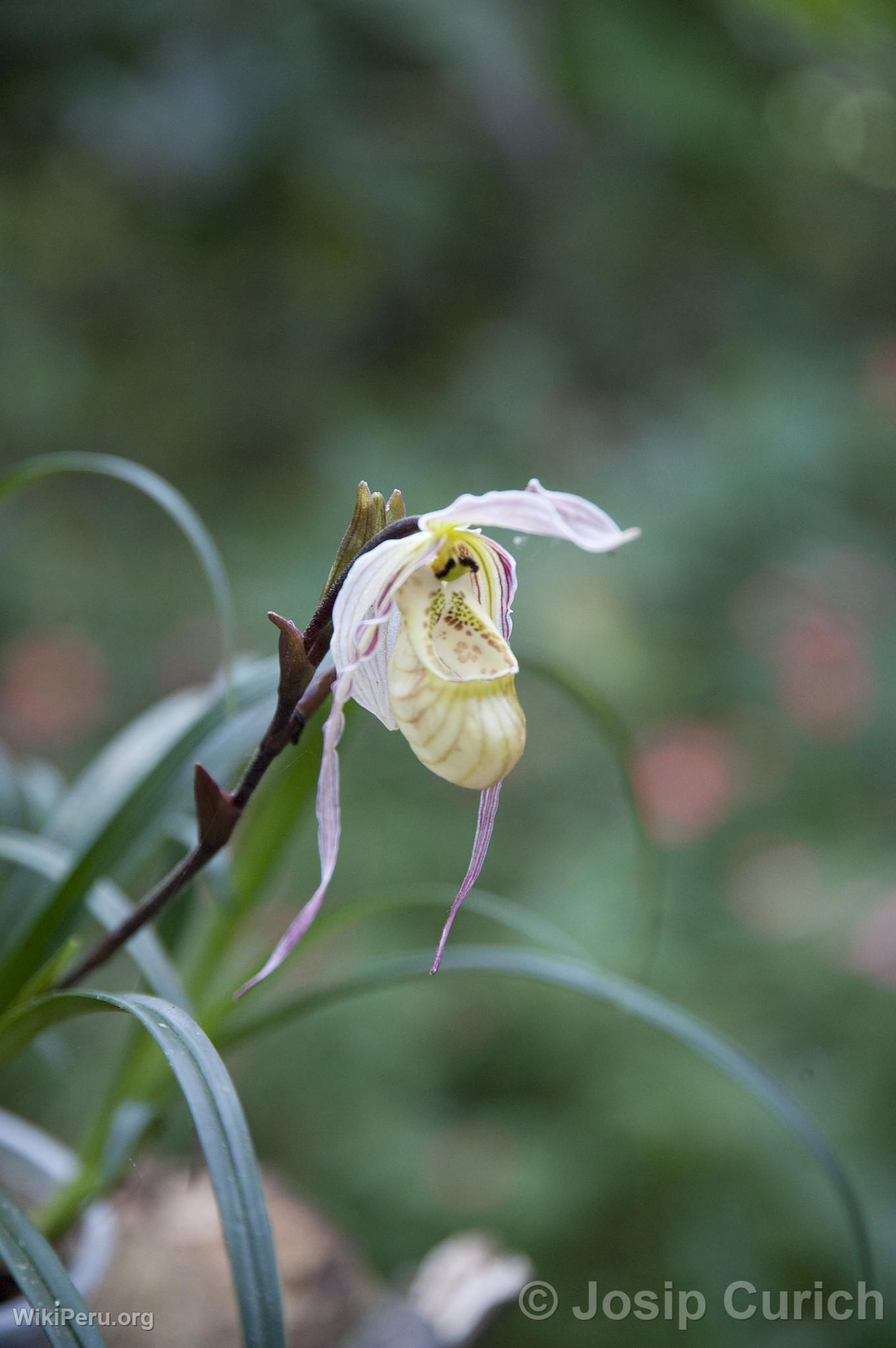 Orqudea en Oxapampa