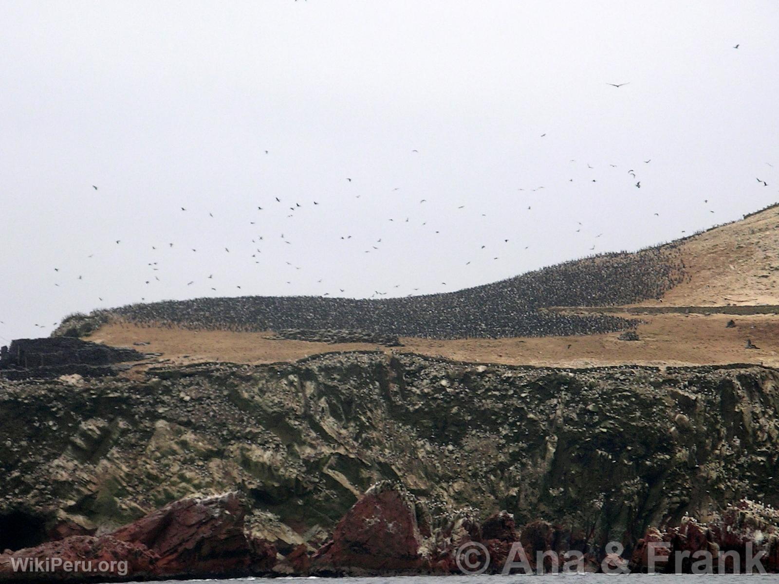 Paracas