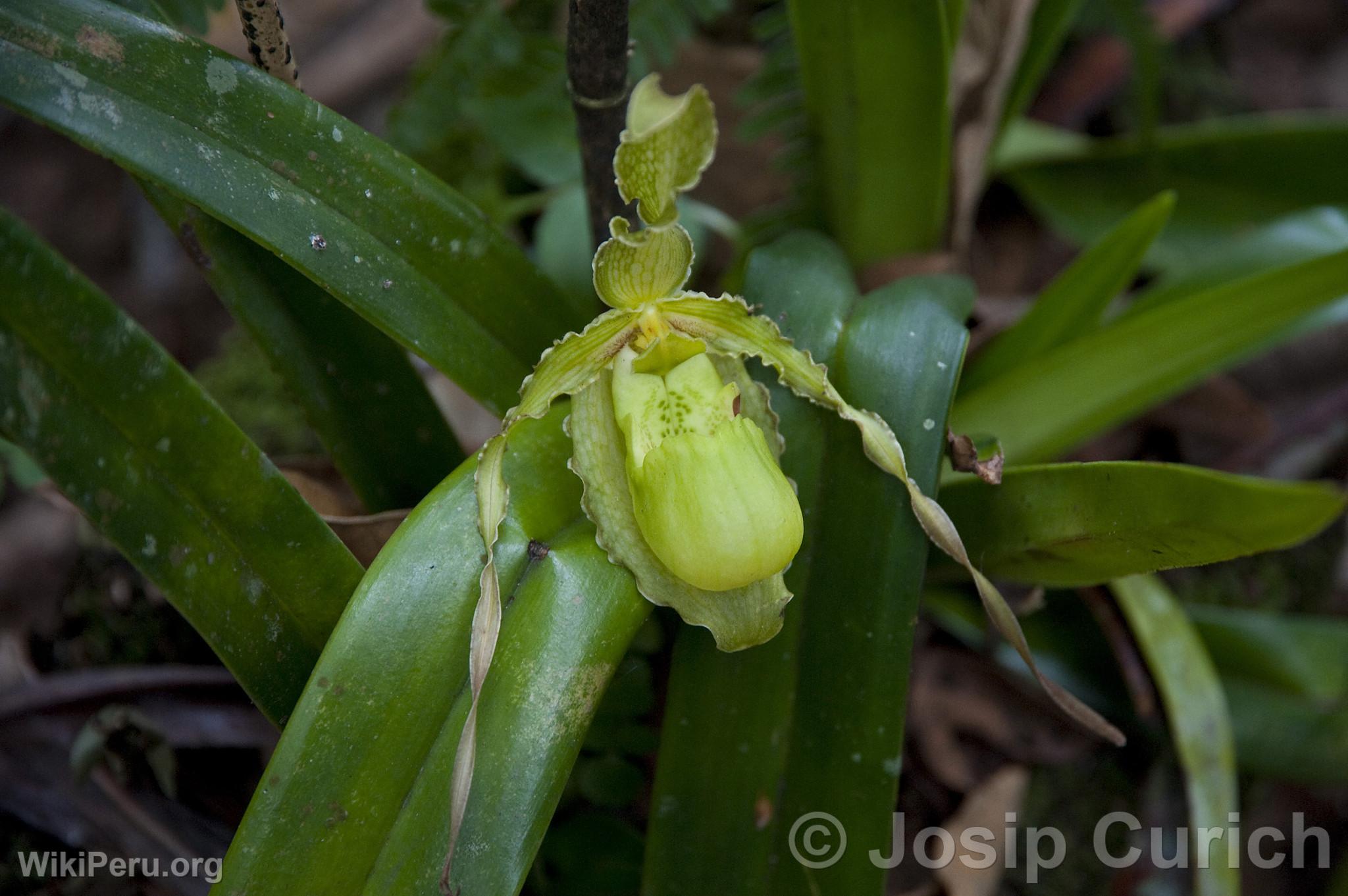 Orqudea en Oxapampa