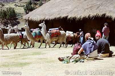 Inicio de otra jornada de Llamatrek