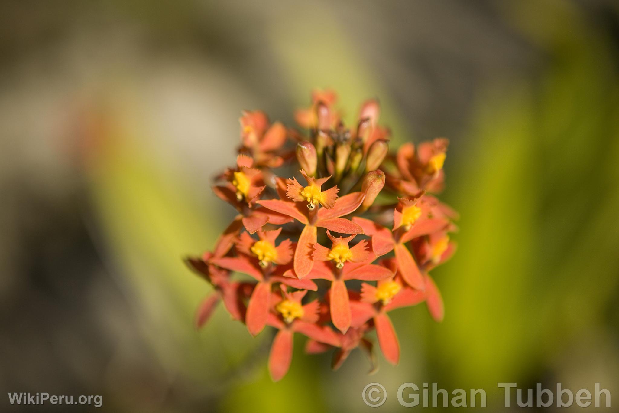 Orquidea en Macchu Picchu