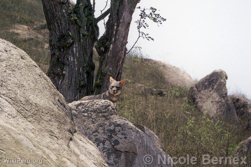 Zorro, Lomas de Lachay