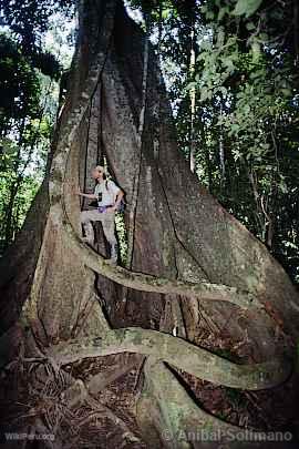 Arbol de Lupuna, Manu