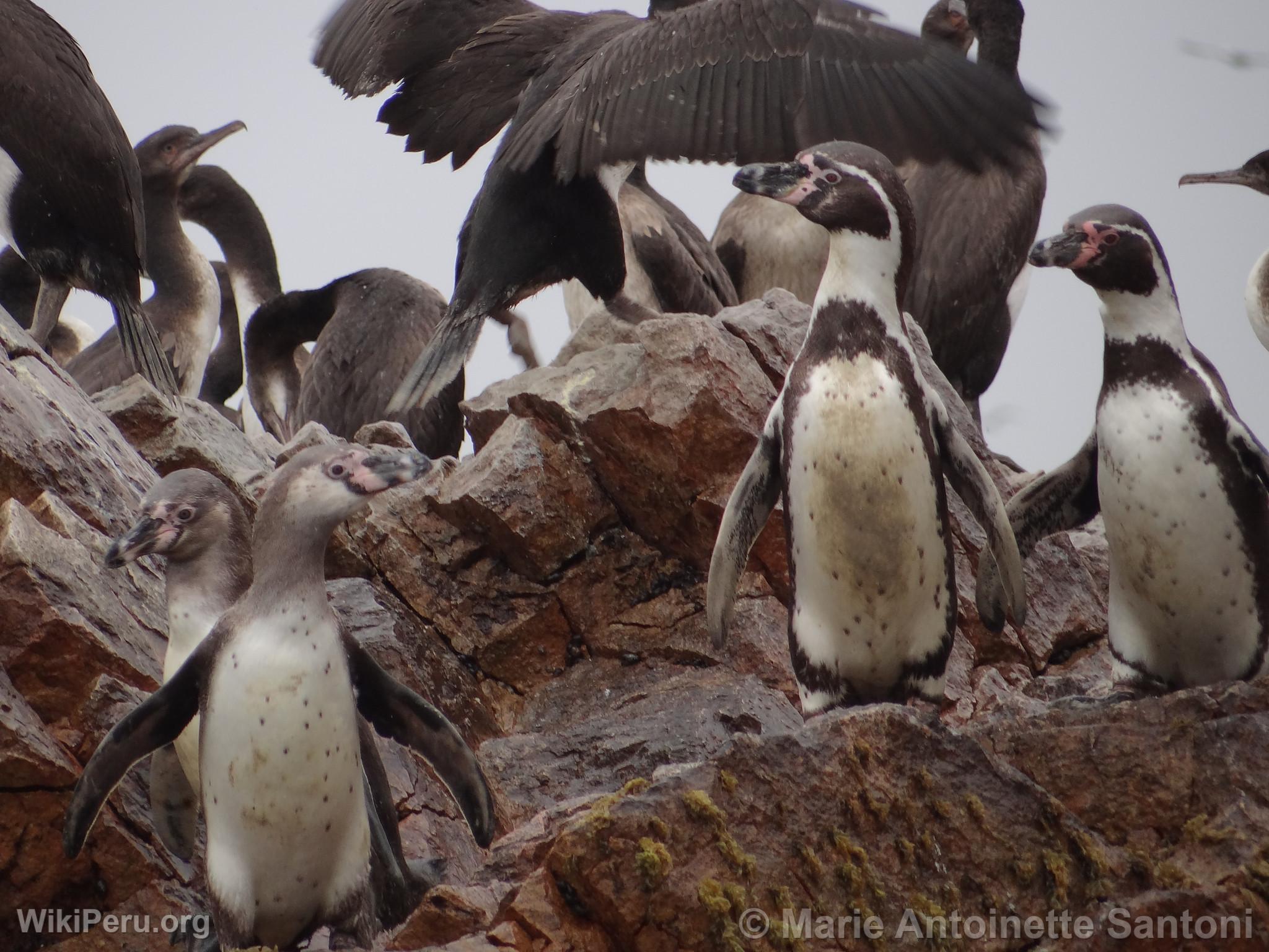 Islas Ballestas, Paracas