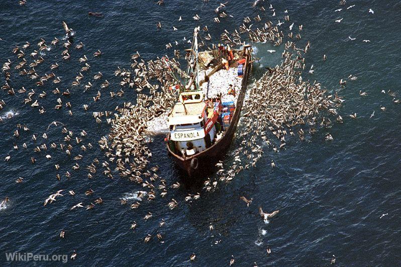 Pesca frente a las costas limeas, Callao