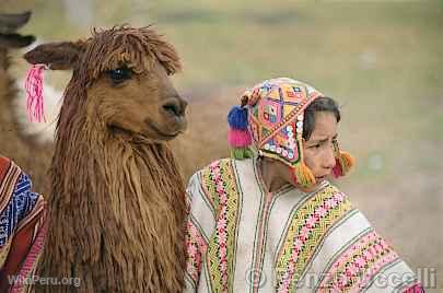 Llama y nio pastor