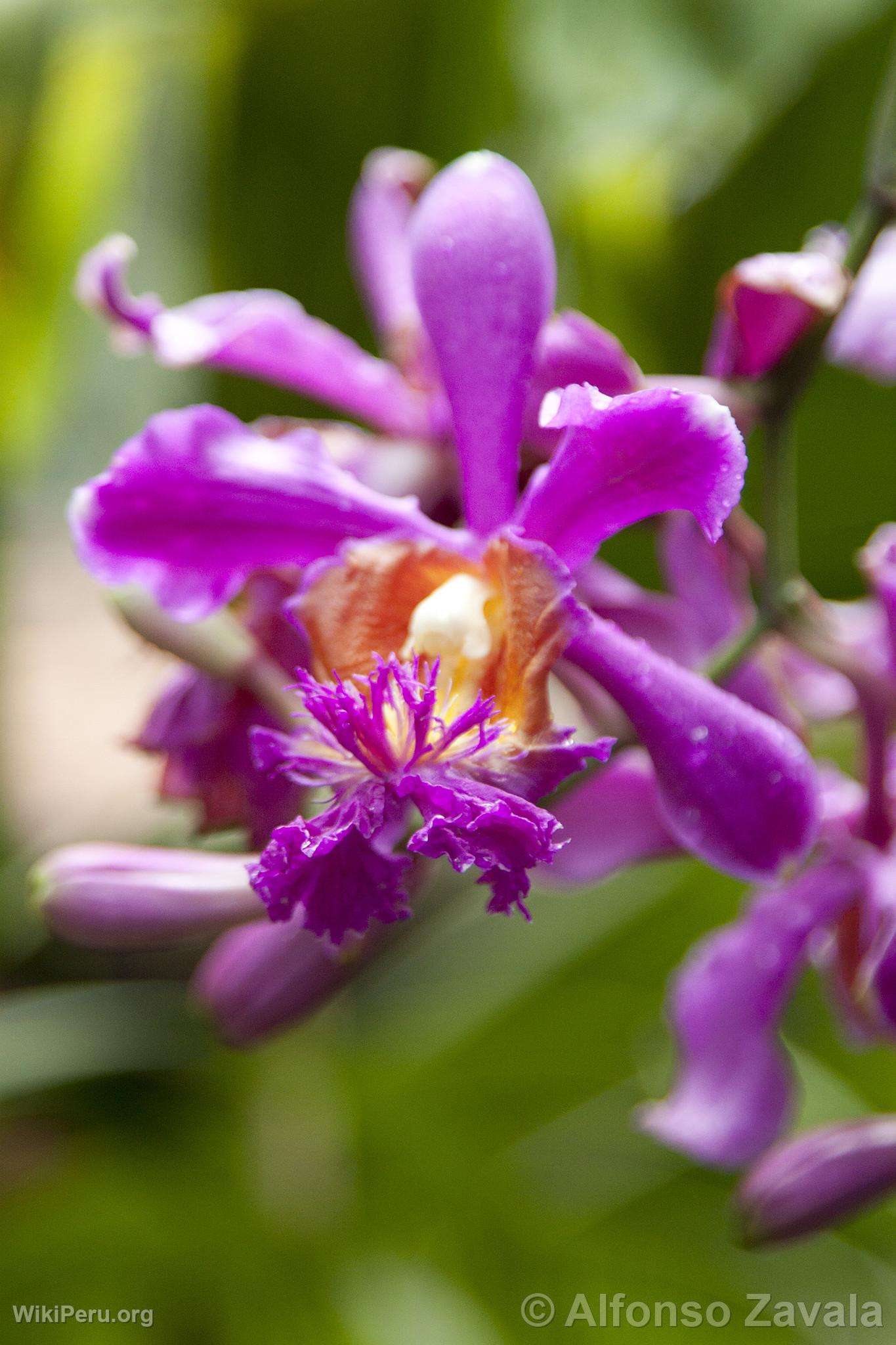 Orqudea en Machu Picchu