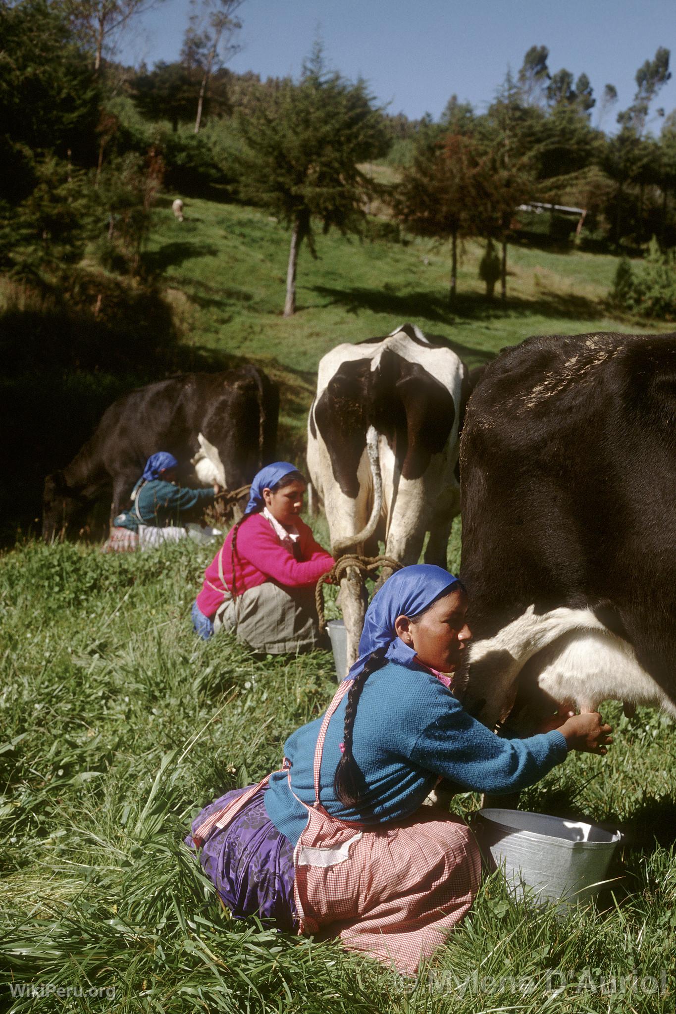 Granja Porcn, Cajamarca