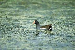 Polla de Agua, lagunas de Meja