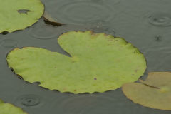 Planta acutica en el Lago Blanco