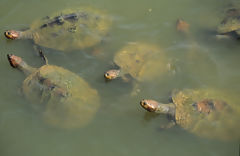 Tortugas de rio