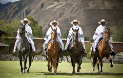 Caballos de paso