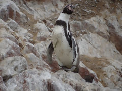 Islas Ballestas, Paracas