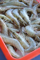 Langostino