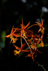 Orqudea