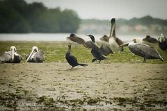 Manglares de Puerto Pizarro