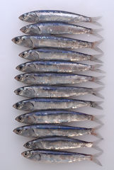 Anchoveta