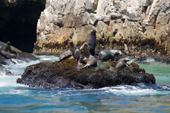 Lobos marinos en las Islas Palomino, Callao