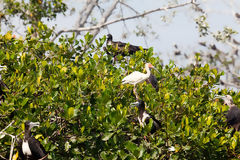 Aves en los manglares de Tumbes