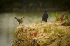 Manglares de Puerto Pizarro