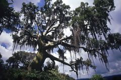 Arbol de ceibo, bosque tropical del Pacfico