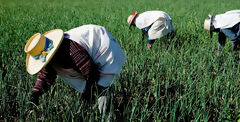 Agricultores en la campia de Arequipa