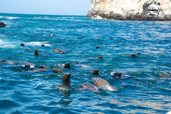 Lobos marinos en las Islas Palomino, Callao