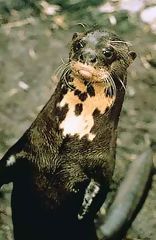 Nutria gigante de ro, Manu