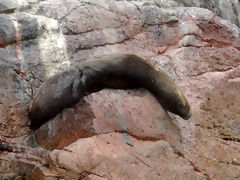 Islas Ballestas, Paracas