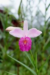 Flor en Tingo Mara