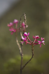 Orqudea en Choquequirao