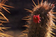 Flores en cactus