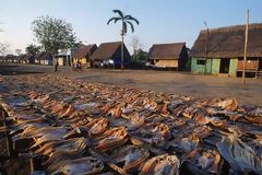 Seca de pescados en Puinahua, Requena