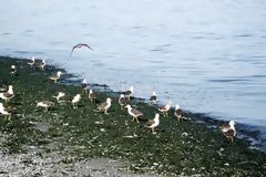 Aves en Paracas