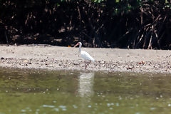 Ibis Blanco en los Manglares de Tumbes